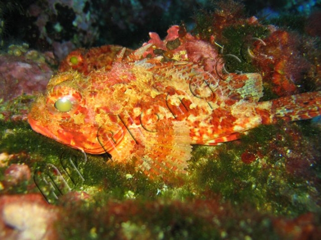  Tascasse en el Mediterráneo 